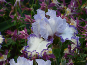 Rings True Bearded Iris