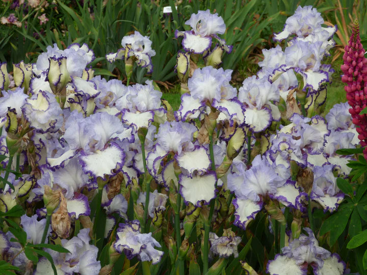 Rings True Bearded Iris