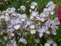 Rings True Bearded Iris