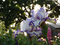 Rings True Bearded Iris