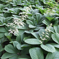 Heirloom Non-GMO Rodgersia Flower Seeds – Ornamental Perennial Flower Seeds for Planting