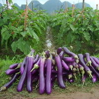 Rong purple eggplant seeds