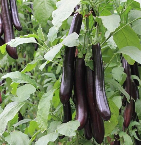 Rong purple eggplant seeds