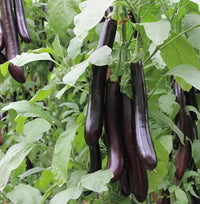 Rong purple eggplant seeds