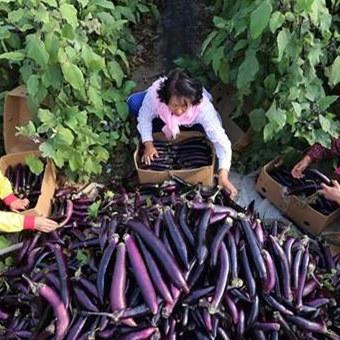Rong purple eggplant seeds