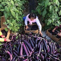 Rong purple eggplant seeds