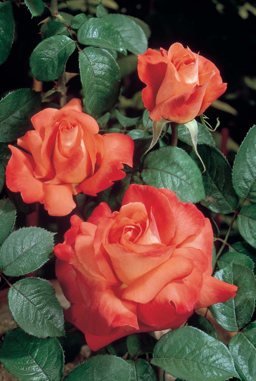 Fragrant Cloud 36 Tree Rose