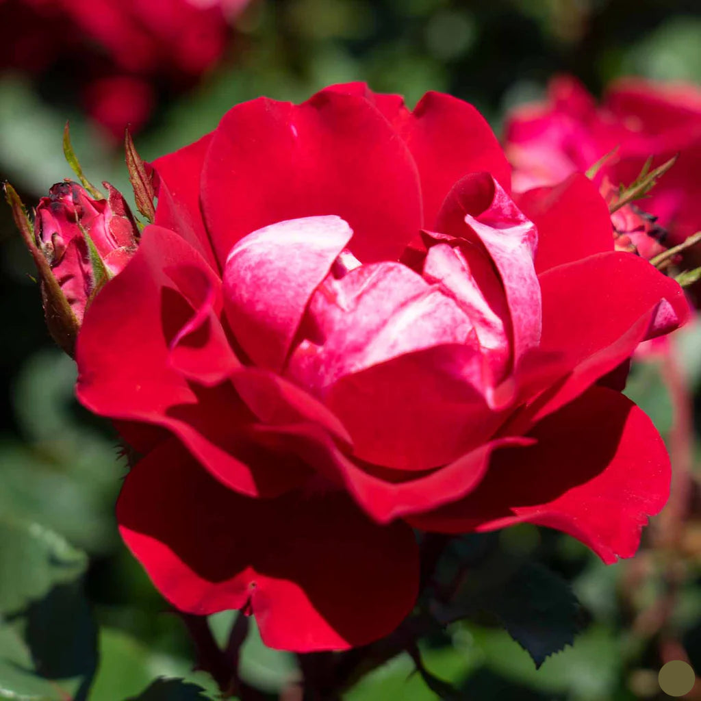 Take it Easy Floribunda Rose