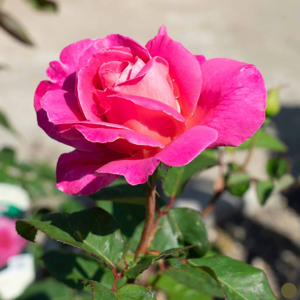 Pink Peace Hybrid Tea Rose