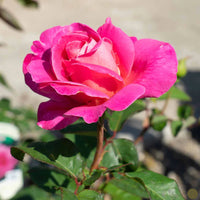 Pink Peace Hybrid Tea Rose