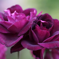 Burgundy Iceberg 24 Tree Rose