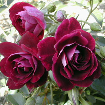 Burgundy Iceberg 24 Tree Rose