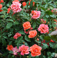 Jump for Joy Floribunda Rose