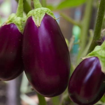 Eggplant- Rosita