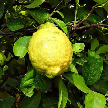 Rough Lemon Seeds