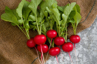 Rover – Radish Seed