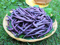 Bush Bean- Royal Burgundy
