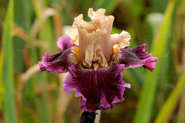 Royal Harlequin Bearded Iris Seeds