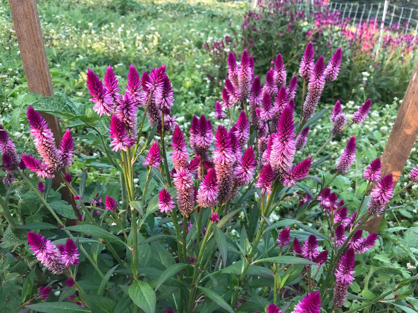 Ruby Parfait – Celosia Seed