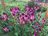 Ruby Parfait – Celosia Seed