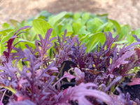 Chinese Mustard- Ruby Streaks