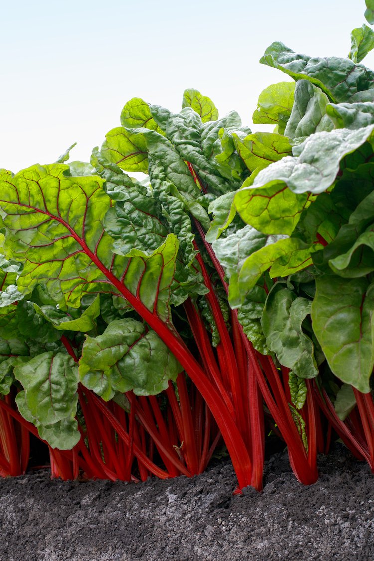 Chard, Ruby Red – Organic Microgreen Seed