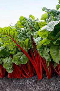 Chard, Ruby Red – Organic Microgreen Seed