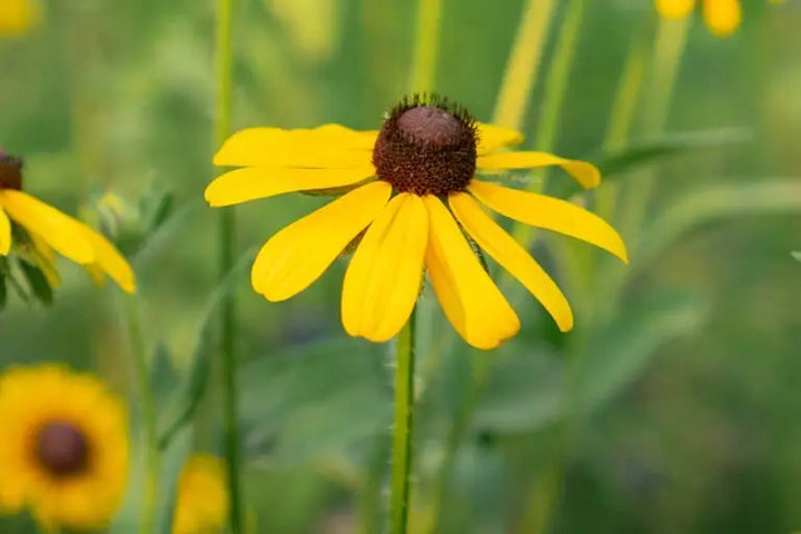 Heirloom Susan Native Flower Seeds – Non-GMO Seeds for Wildflower Garden Planting