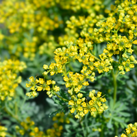 Heirloom Non-GMO Ruta Flower Seeds for planting in home garden