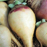 Helenor – Organic Rutabaga Seed