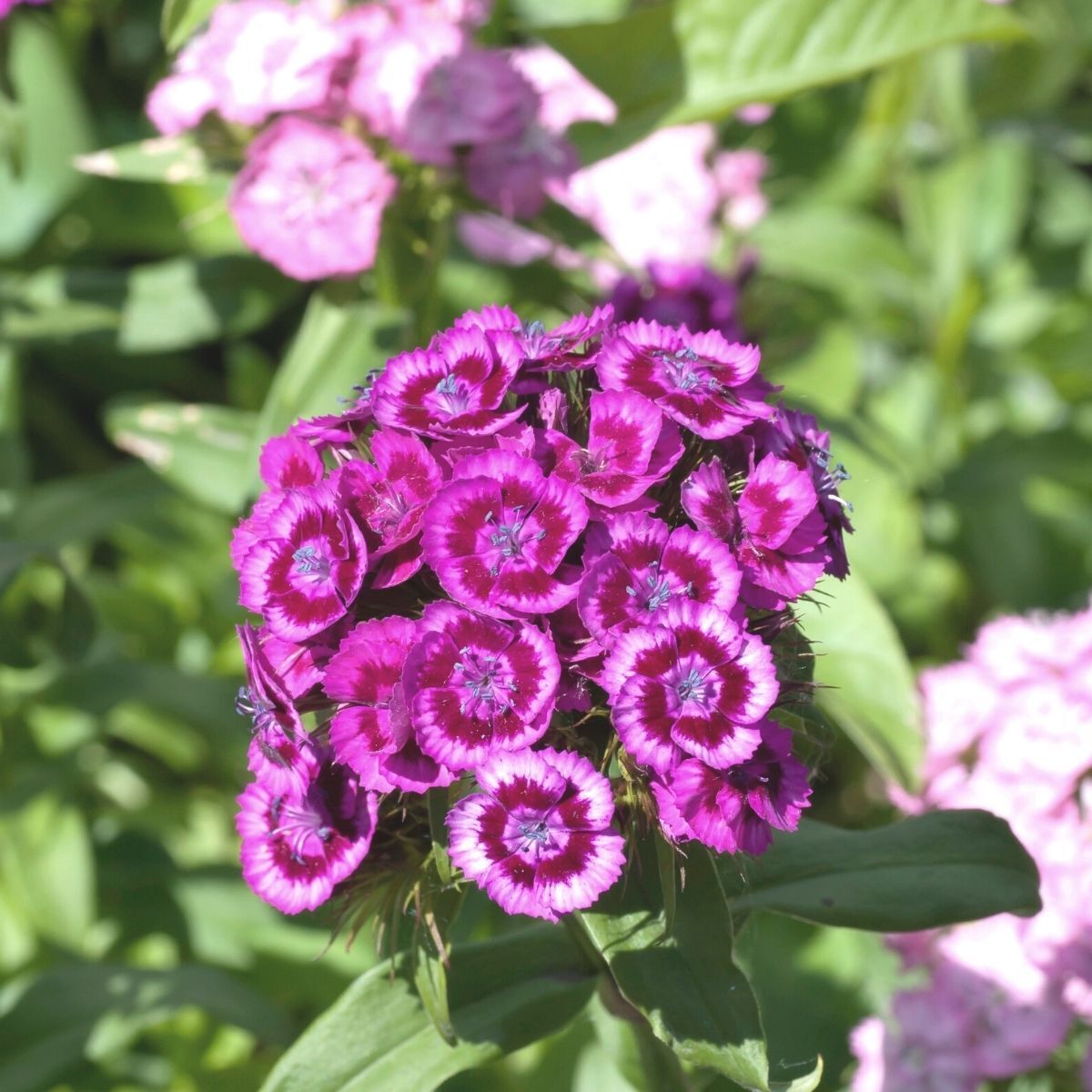 Sweet William- Sweet Magenta (seedling)