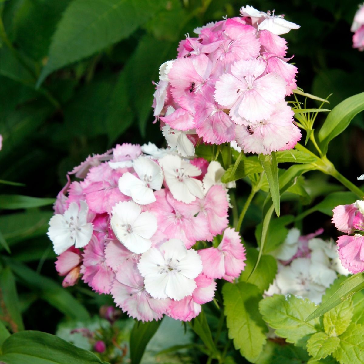 Sweet William- Sweet Pink Magic (seedling)
