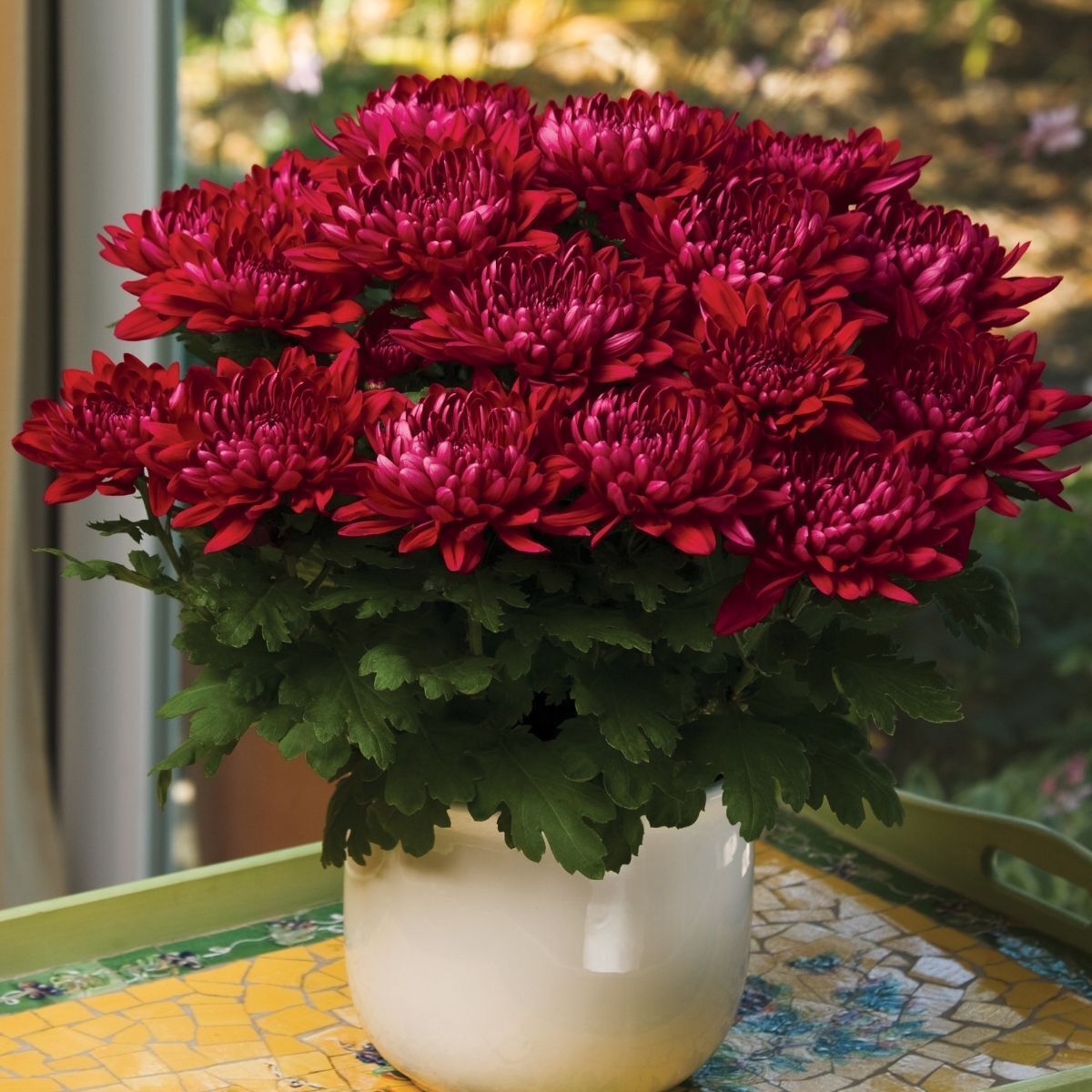 Seedling 5 Pack- Chrysanthemum- Delano
