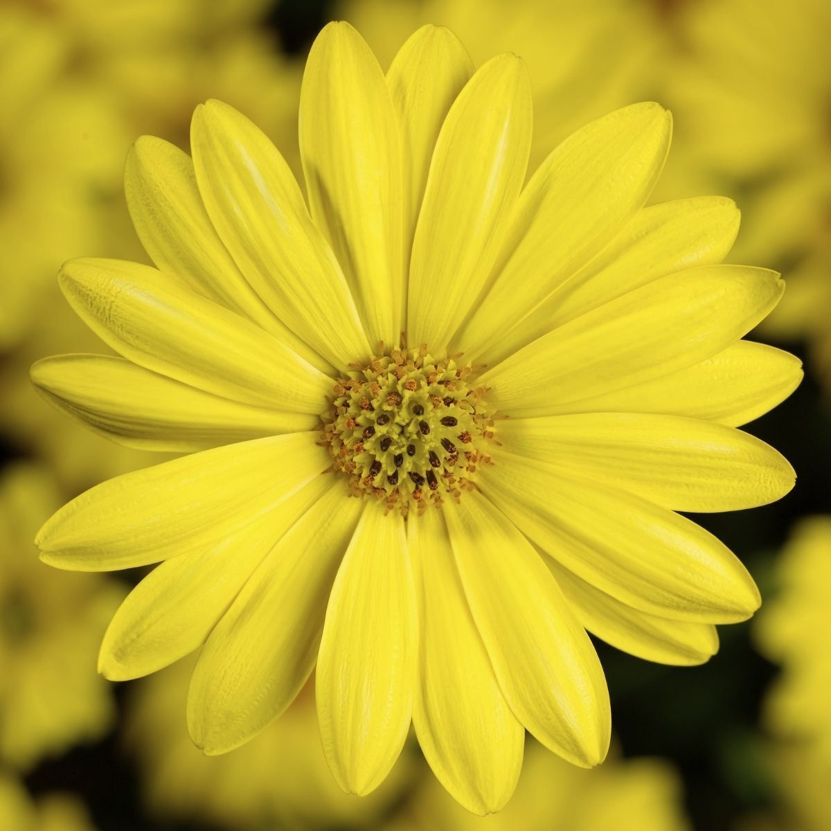 Seedling 5 Pack- Osteospermum- Tradewinds Yellow