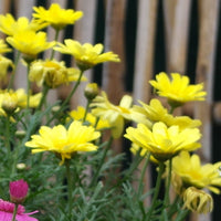 Osteospermum- Tradewinds Yellow (seedling)