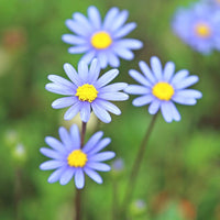 Felicia- Little Sapphire (seedling)