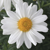 Seedling 5 Pack- Marguerite Daisy- Sassy White