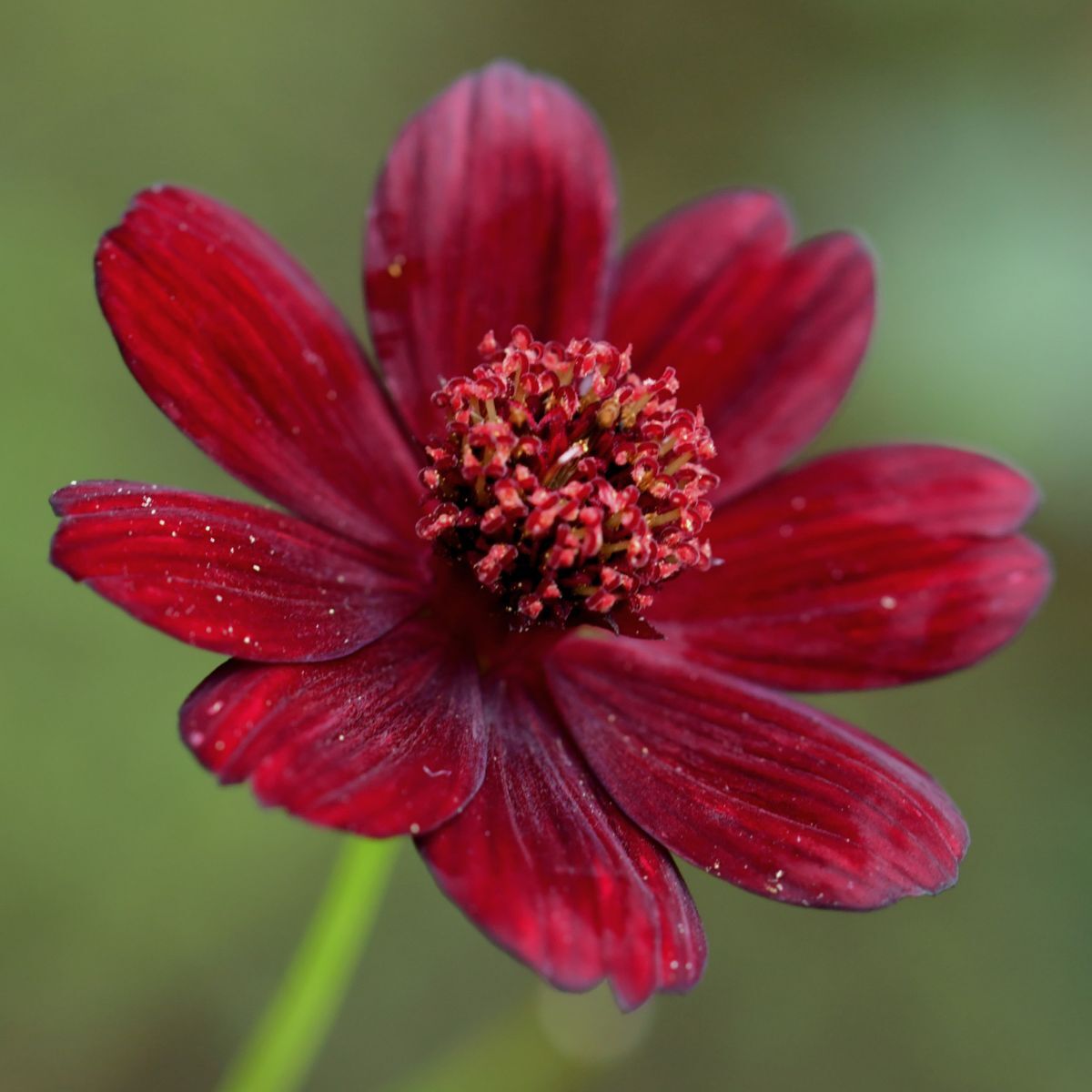 Cosmos- Chocolate (seedling)