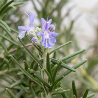 Rosemary- Pointe du Raz (seedling)