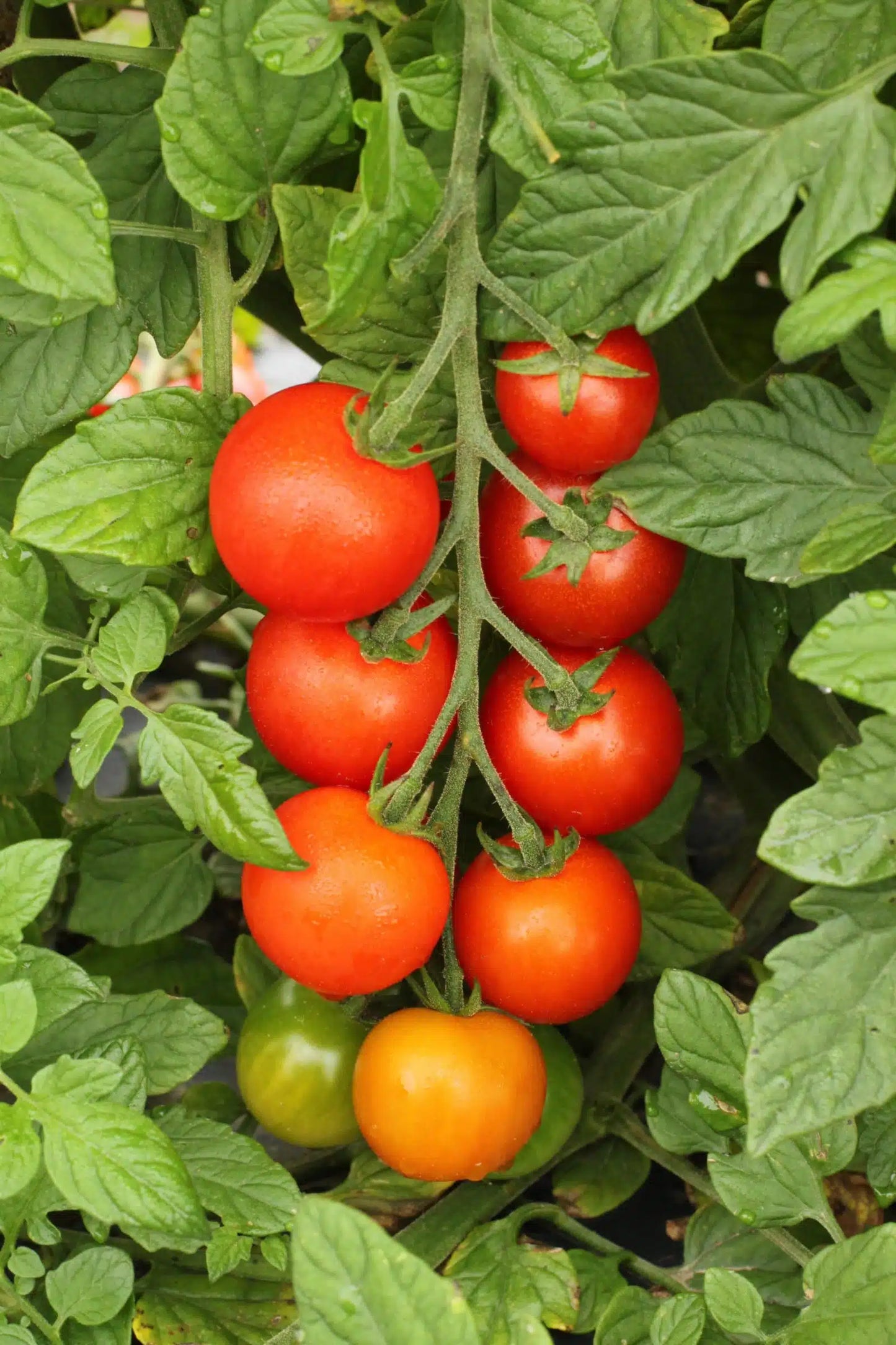 Skyway – Organic Tomato Seed