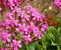 Radiata Orchid Flower Seeds – Heirloom, Non-GMO Flower Seeds for Planting