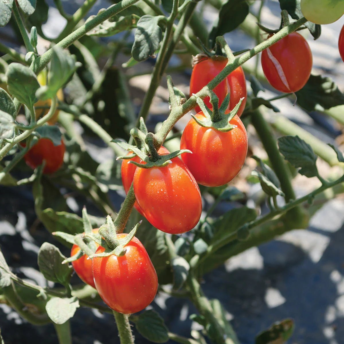 Candy Bell – Determinate Grape Tomato Seeds