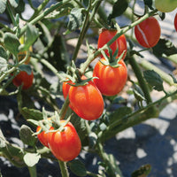 Candy Bell – Determinate Grape Tomato Seeds