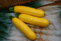 Golden Glory – Zucchini Squash Seed