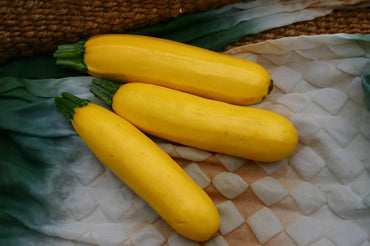 Golden Glory – Zucchini Squash Seed