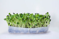 Gray Striped Sunflower – Organic Shoot Seed