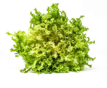 Sempre Bianca – Endive Seed