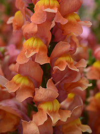 Rocket Mix – Snapdragon Seed