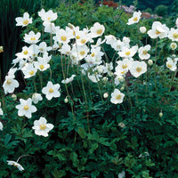 Snowdrop Anemone