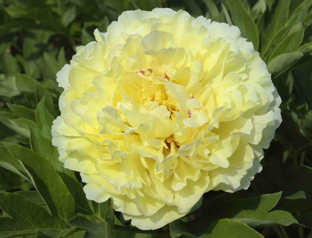 Sonoma Halo Itoh Peony
